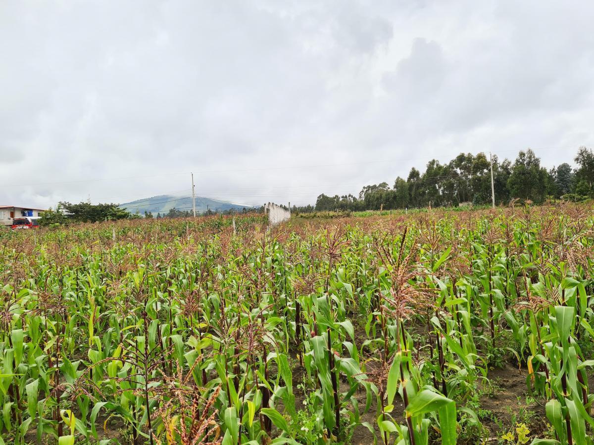Terreno en Venta en Malchingui, Pedro Moncayo, Norte de Guayllabamba — imagen 9