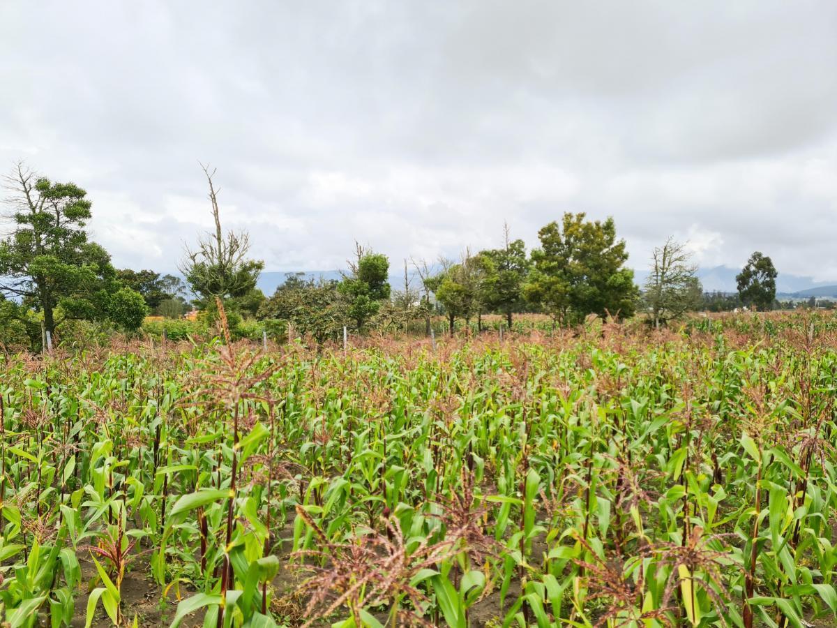 Terreno en Venta en Malchingui, Pedro Moncayo, Norte de Guayllabamba — imagen 7