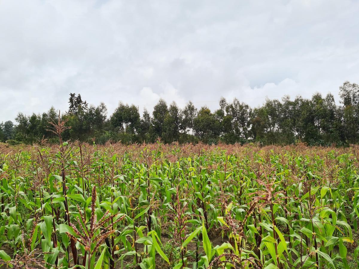 Terreno en Venta en Malchingui, Pedro Moncayo, Norte de Guayllabamba — imagen 6