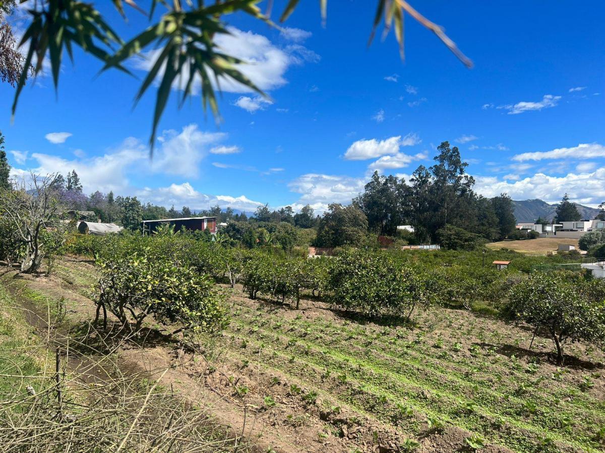 Mv - Puembo, Urbanización Privada, en Venta Terreno Independiente Bifamiliar 995.82 m² — imagen 7