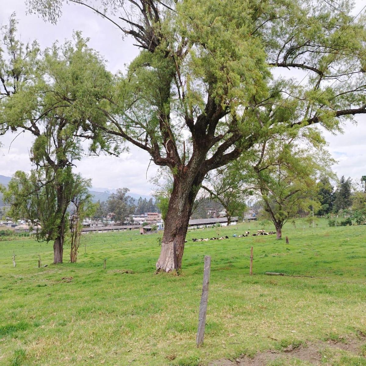 Vendo Terreno Industrial Plano Independiente en Tambillo — imagen 7