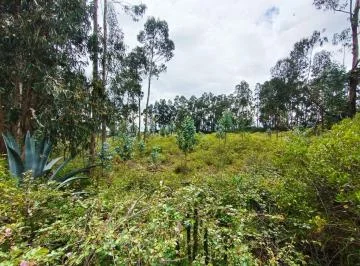Arriendo Terreno en La La Esperanza - Tabacundo — imagen 3