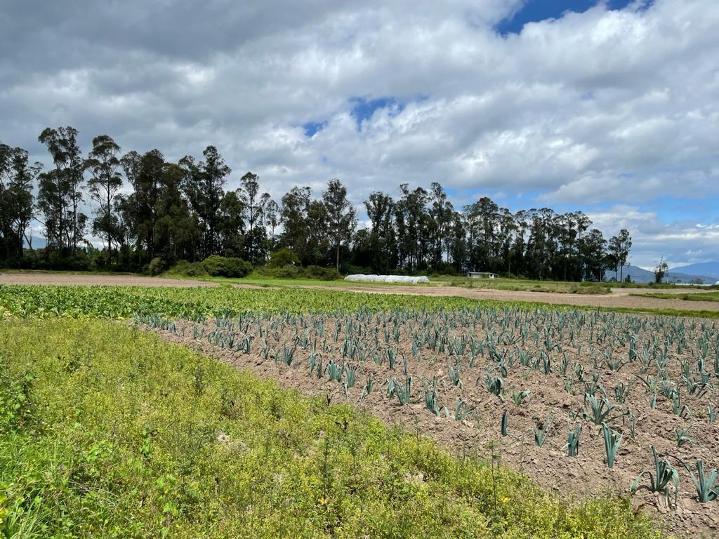 En Venta Terreno 6.4 Has, Via Al Aeropuerto, Sector, Sector Tabalela — imagen 5