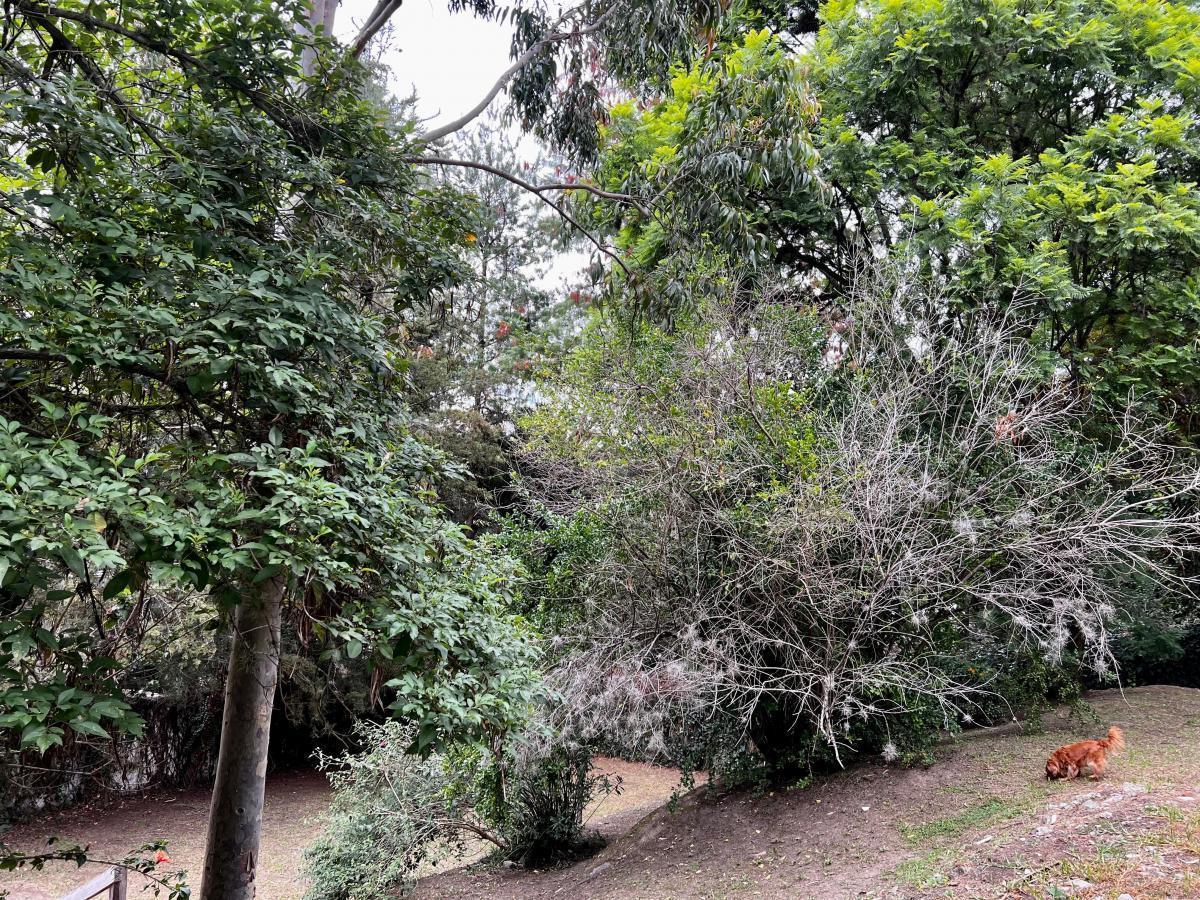 La Viña Excelente Terreno 1370 m. $356.000 — imagen 2