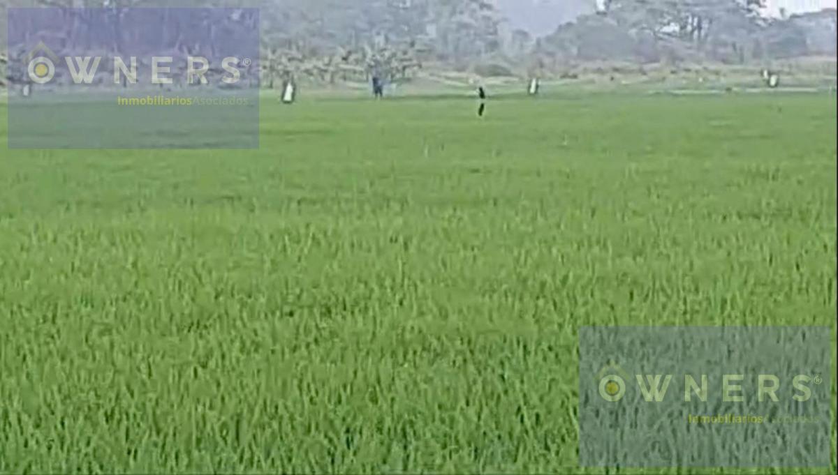 Venta Propiedad Agricola Ricaurte (Vm), Los Ríos — imagen 9