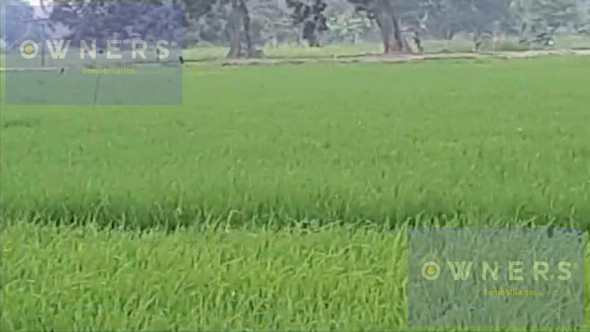 Venta Propiedad Agricola Ricaurte (Vm), Los Ríos — imagen 8