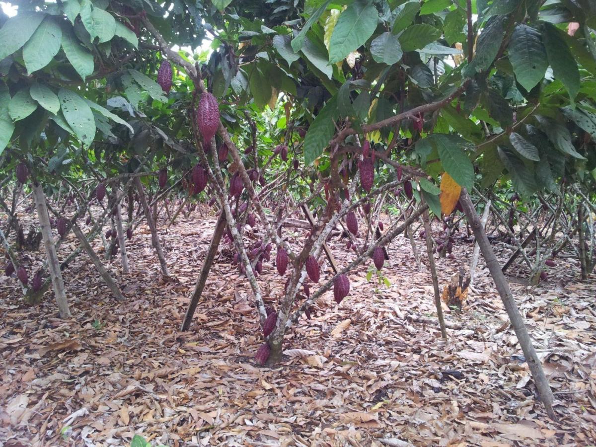 Vendo Terreno Agrícola en Milagro Vía a Naranjito, Ings. Guayas — imagen 7