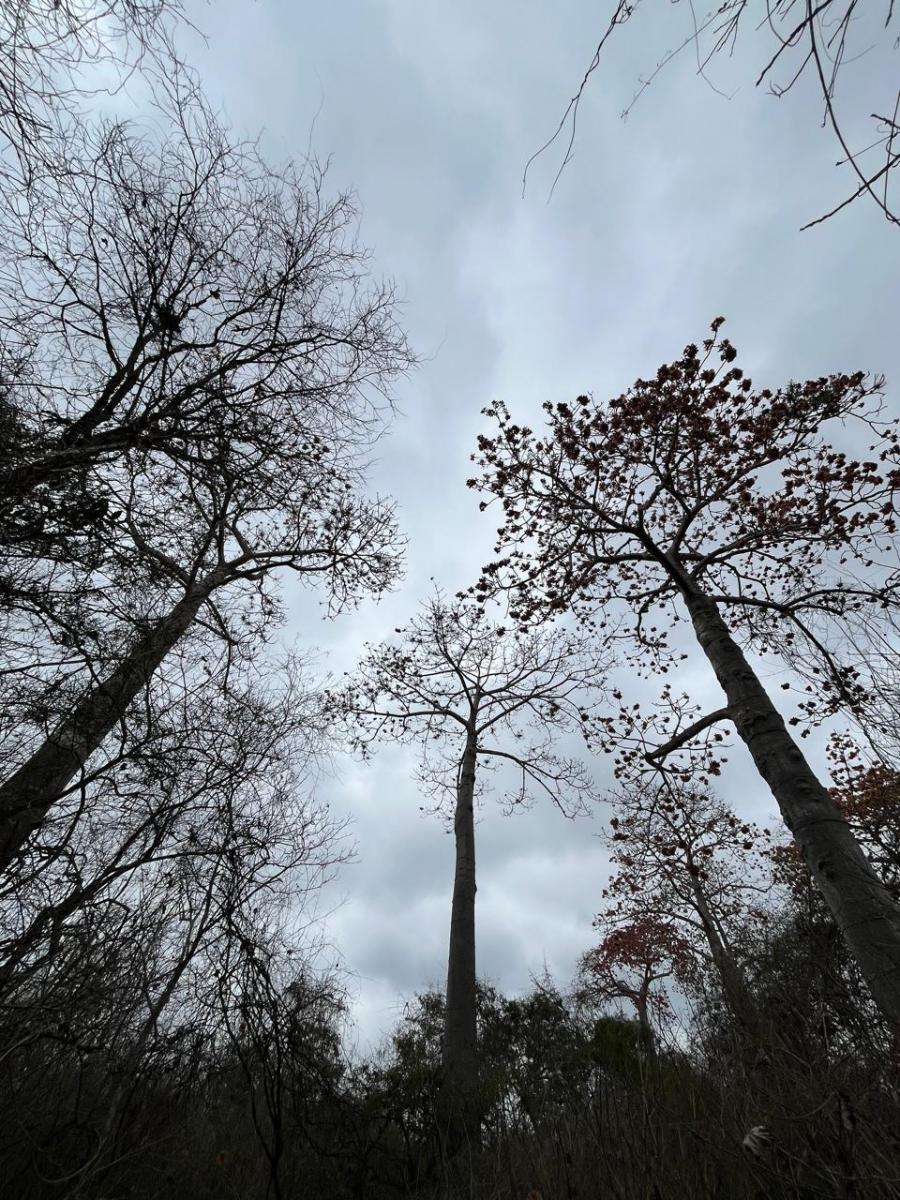 Vendo Terreno Agroforestal en El Sector de Santa Elena — imagen 2