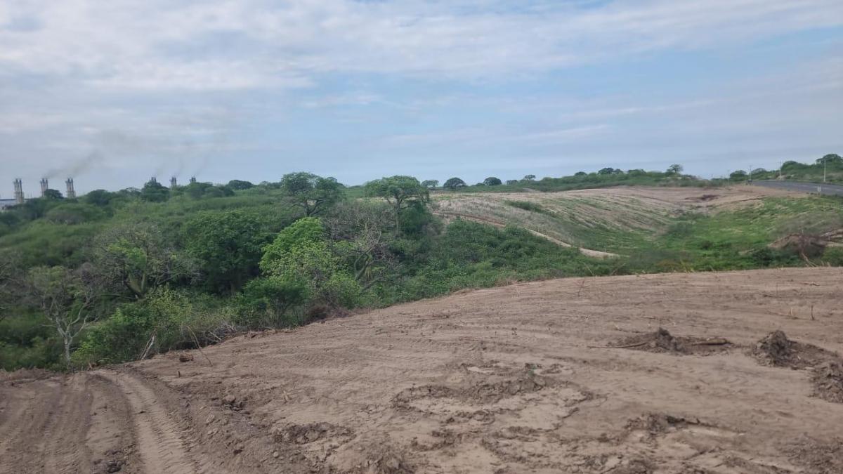 Macrolote, Manabí — imagen 6