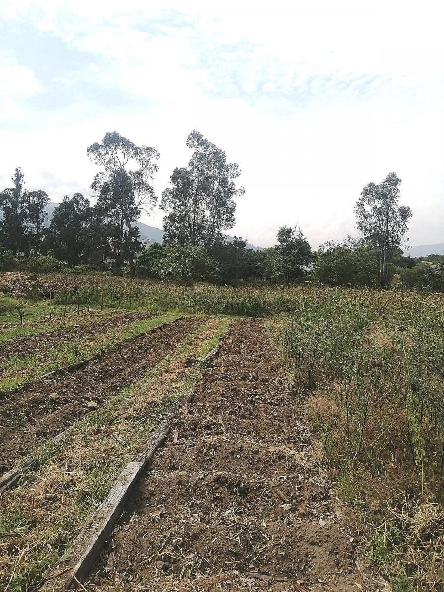 Terreno Plano 6500 m² Sector Santa Rosa en Tumbaco — imagen 10