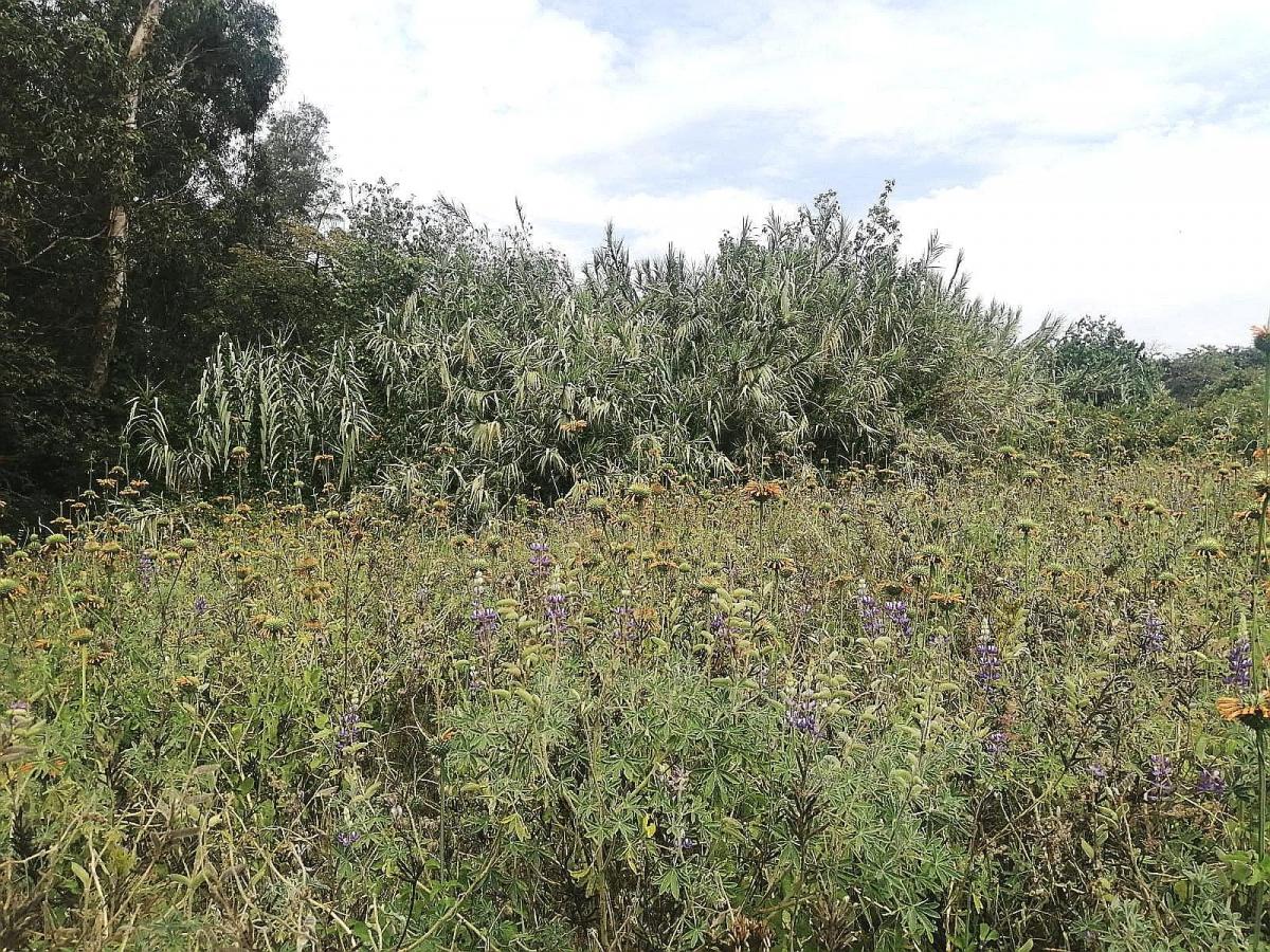 Terreno Plano 6500 m² Sector Santa Rosa en Tumbaco — imagen 7
