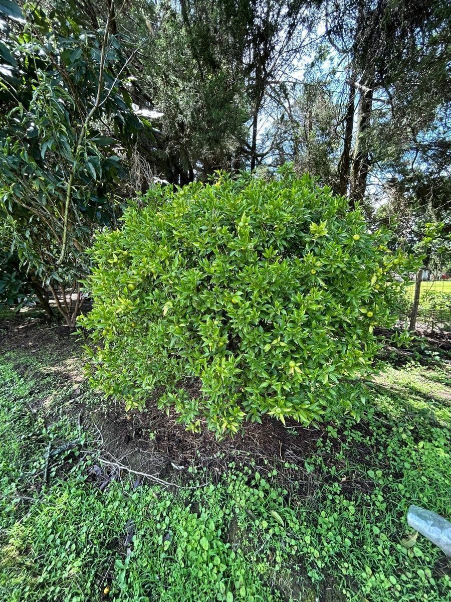 Tereno Para Finca Vacacional — imagen 7