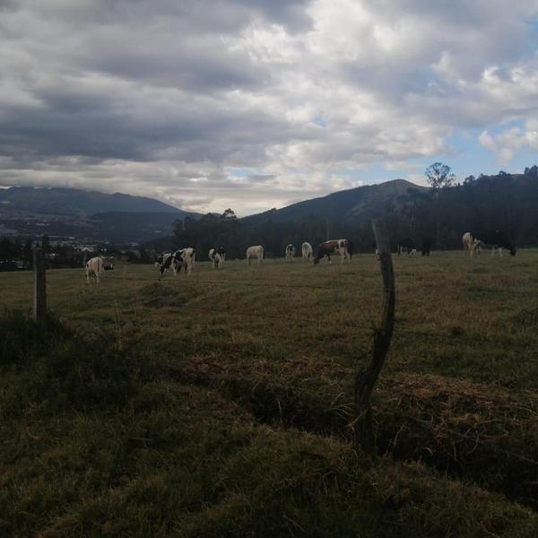 Venta Terreno Sangolquí 10 Hectáreas a $35 Metro — imagen 8
