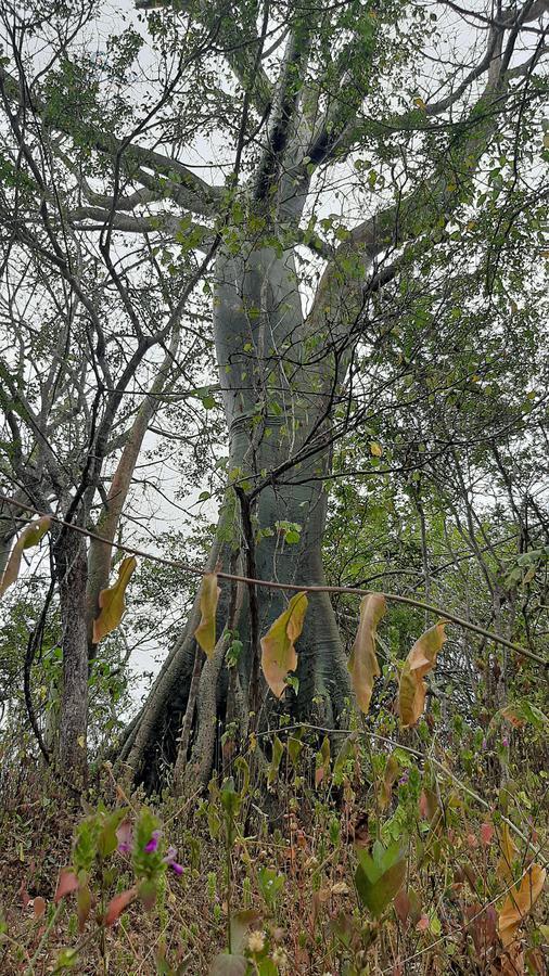 Venta de Hacienda Multiuso en Sector Sacachun, Parroquia Simón Bolívar A. F. Provincia de Santa Elena — imagen 3