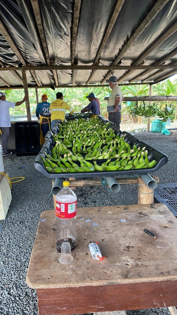 ¡Oportunidad de Inversión Agrícola! Finca en Venta – 74 Hectáreas Productivas, Manabí — imagen 6