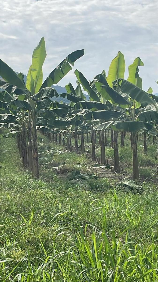 ¡Oportunidad de Inversión Agrícola! Finca en Venta – 74 Hectáreas Productivas, Manabí — imagen 4