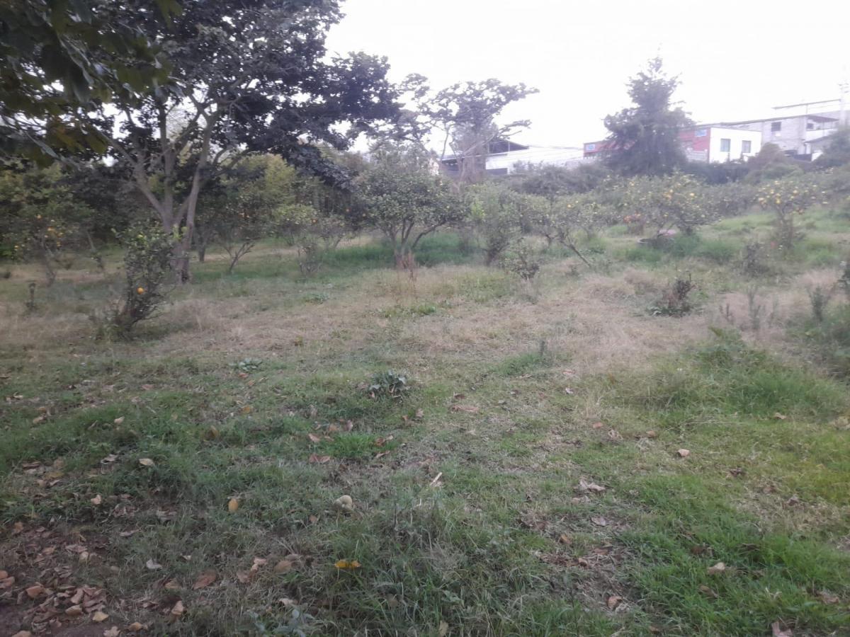 Terreno de 10.114 m² en La Morita Sector Ruta Viva y El Escalón de La Policia — imagen 5
