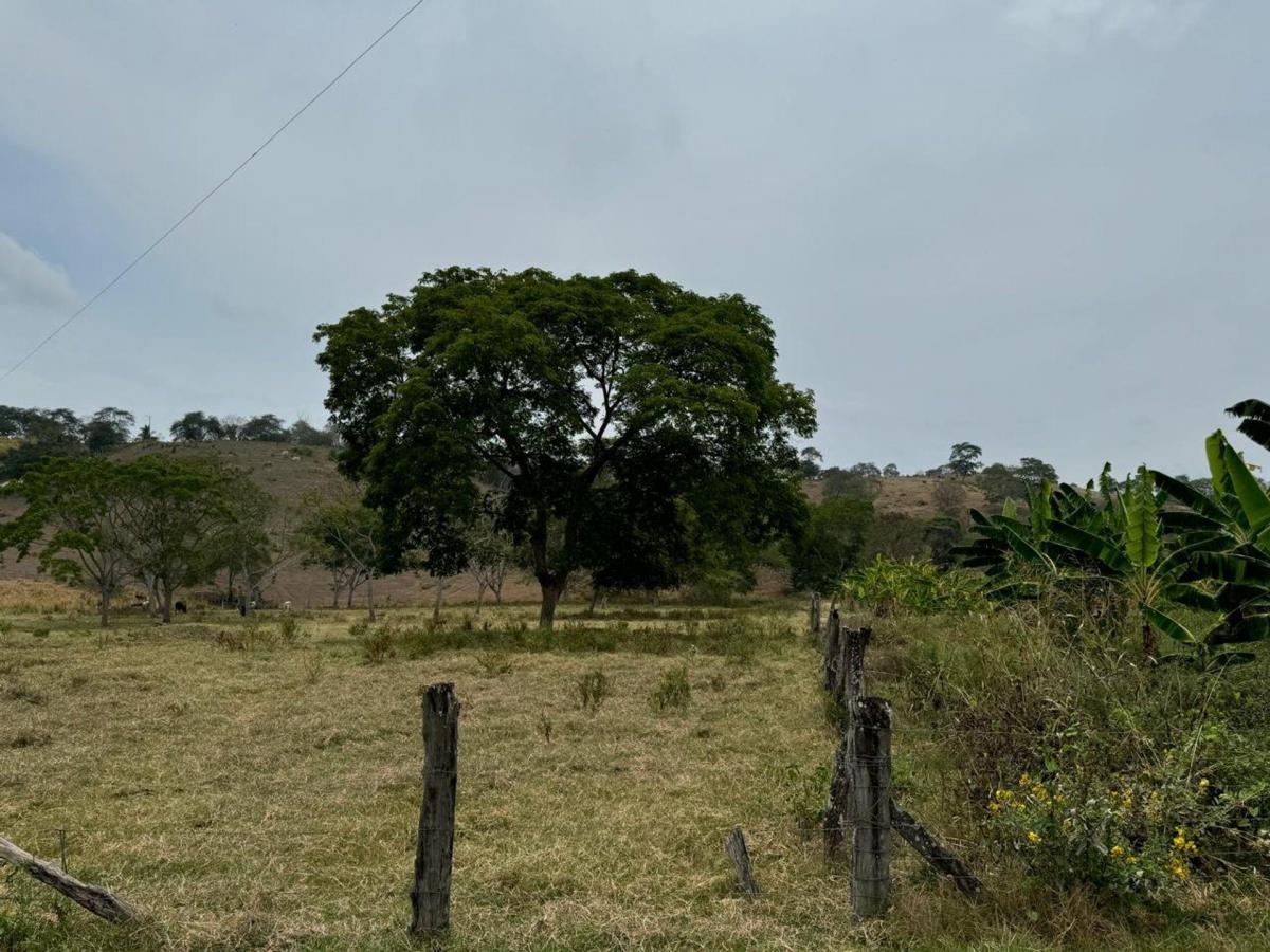 Terreno Agricola y Ganadería de Venta en Tosagua C/p, Manabí — imagen 10