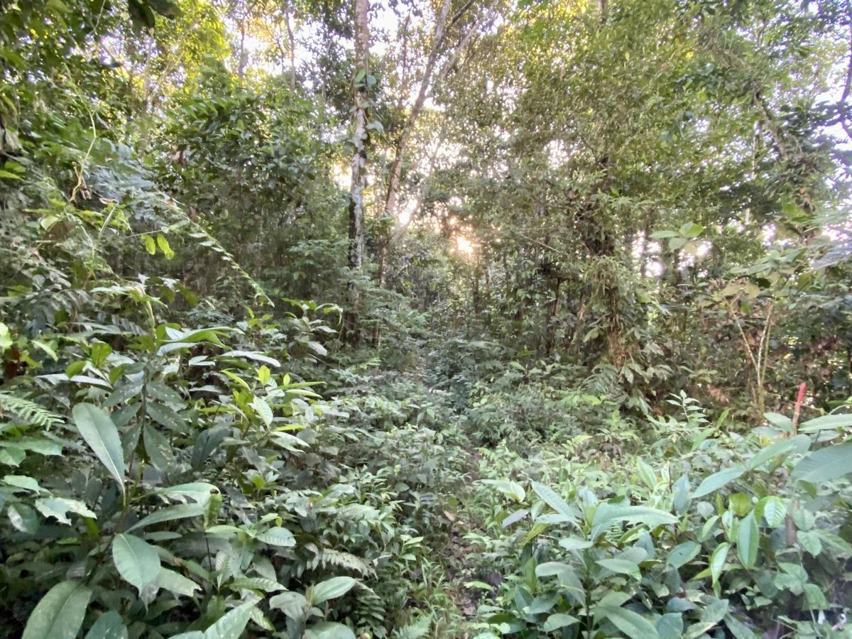 Vendo Terrenos en El Puyo Al Pie del Río Piatúa, Pastaza — imagen 3