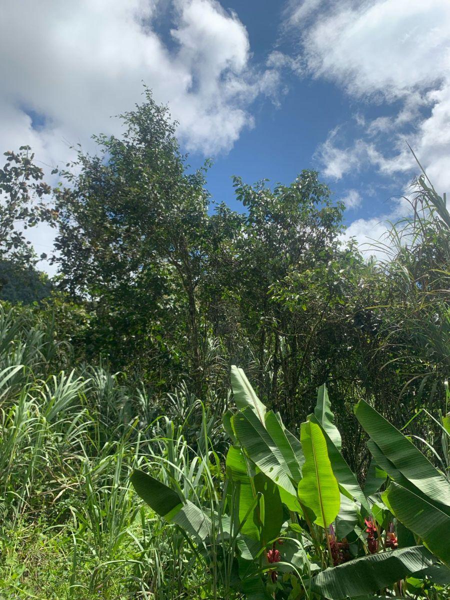 Terreno Venta Mindo — imagen 5