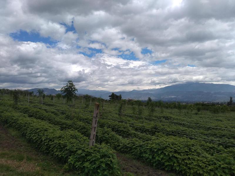 Vendo Terreno de 33770 m en Yaruqui — imagen 5