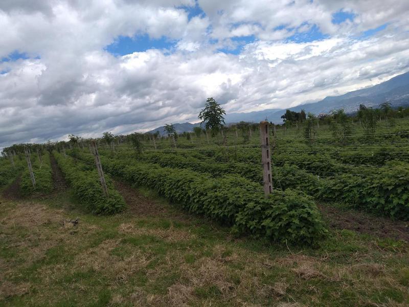 Vendo Terreno de 33770 m en Yaruqui — imagen 4