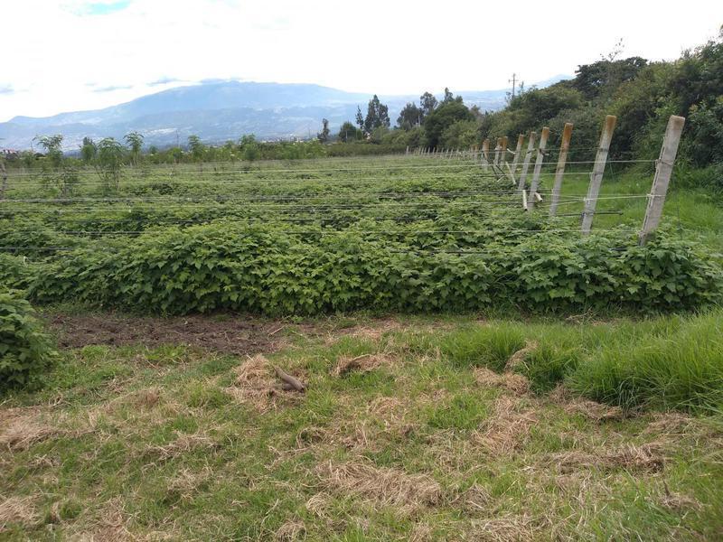 Vendo Terreno de 33770 m en Yaruqui — imagen 3