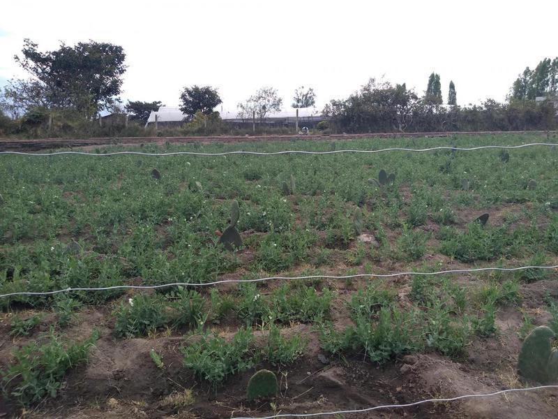 Vendo Terreno de 26550 m en Tababela — imagen 6