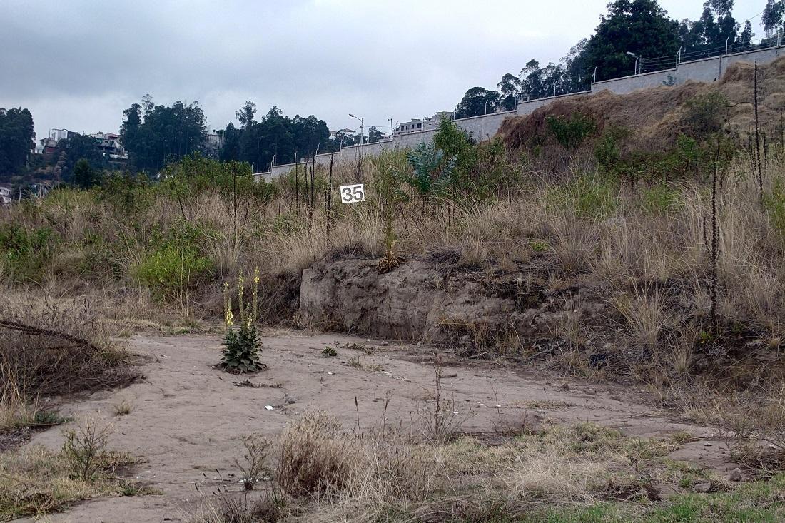 Lotes de Terreno. Carmen Bajo a 8 Minutos de Solca — imagen 3