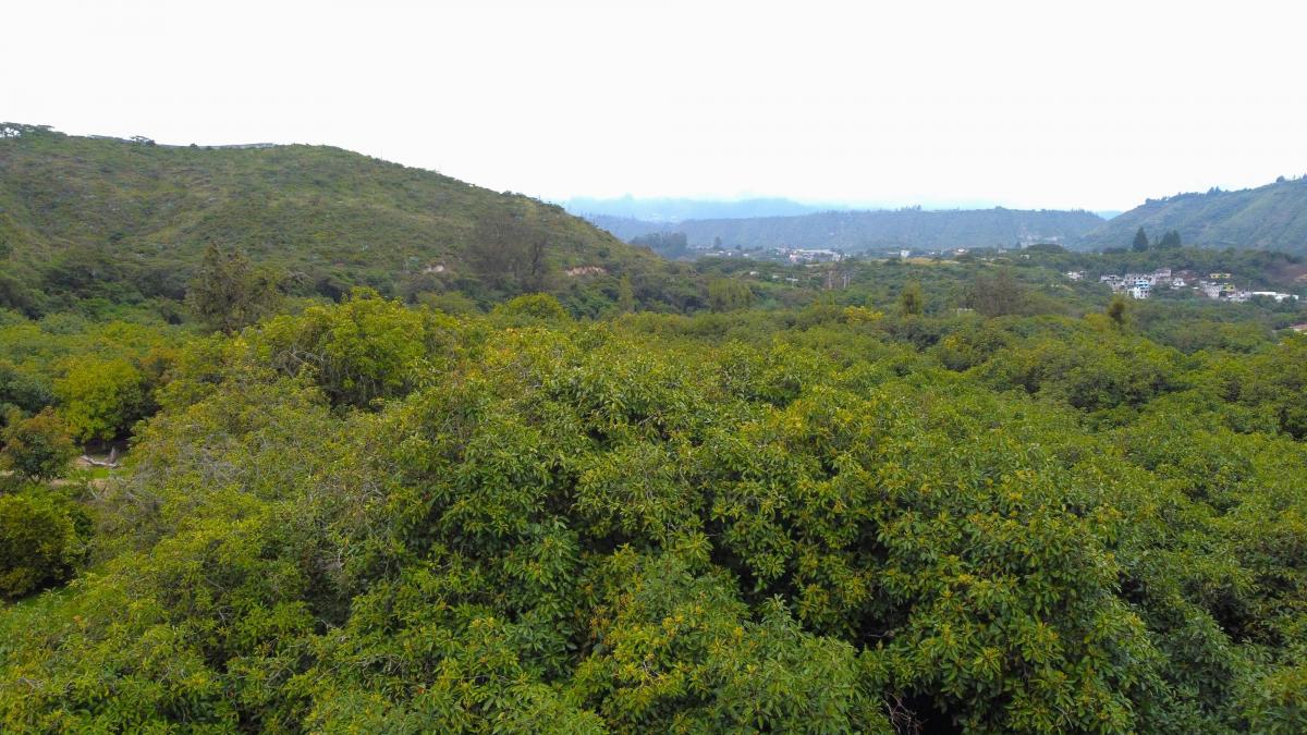 Se Vende Hacienda Guayllabamba, 17 Has 170.000 m² Varias Casas — imagen 10
