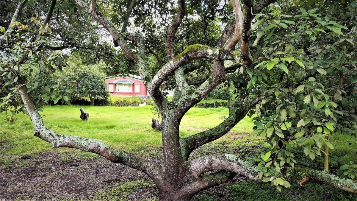 Se Vende Hacienda Guayllabamba, 17 Has 170.000 m² Varias Casas — imagen 8