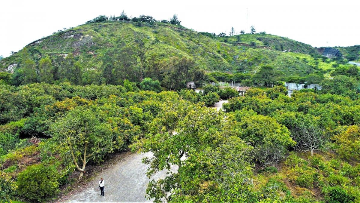 Se Vende Hacienda Guayllabamba, 17 Has 170.000 m² Varias Casas — imagen 7