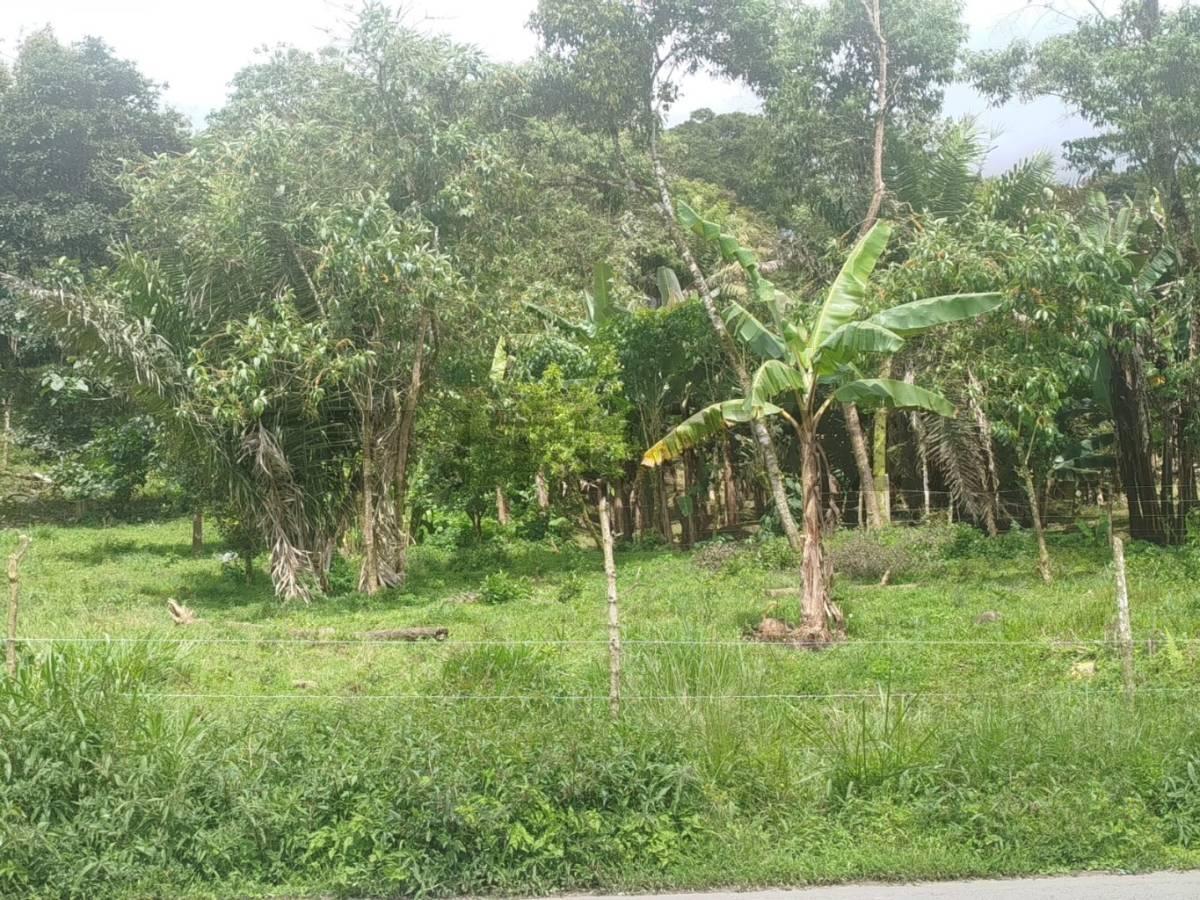 Se Vende Lotes de Terreno Sobre Via Principal Mindo — imagen 7