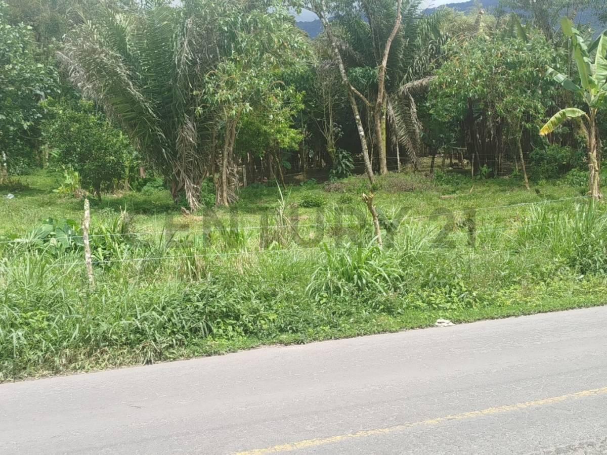 Se Vende Lotes de Terreno Sobre Via Principal Mindo — imagen 6