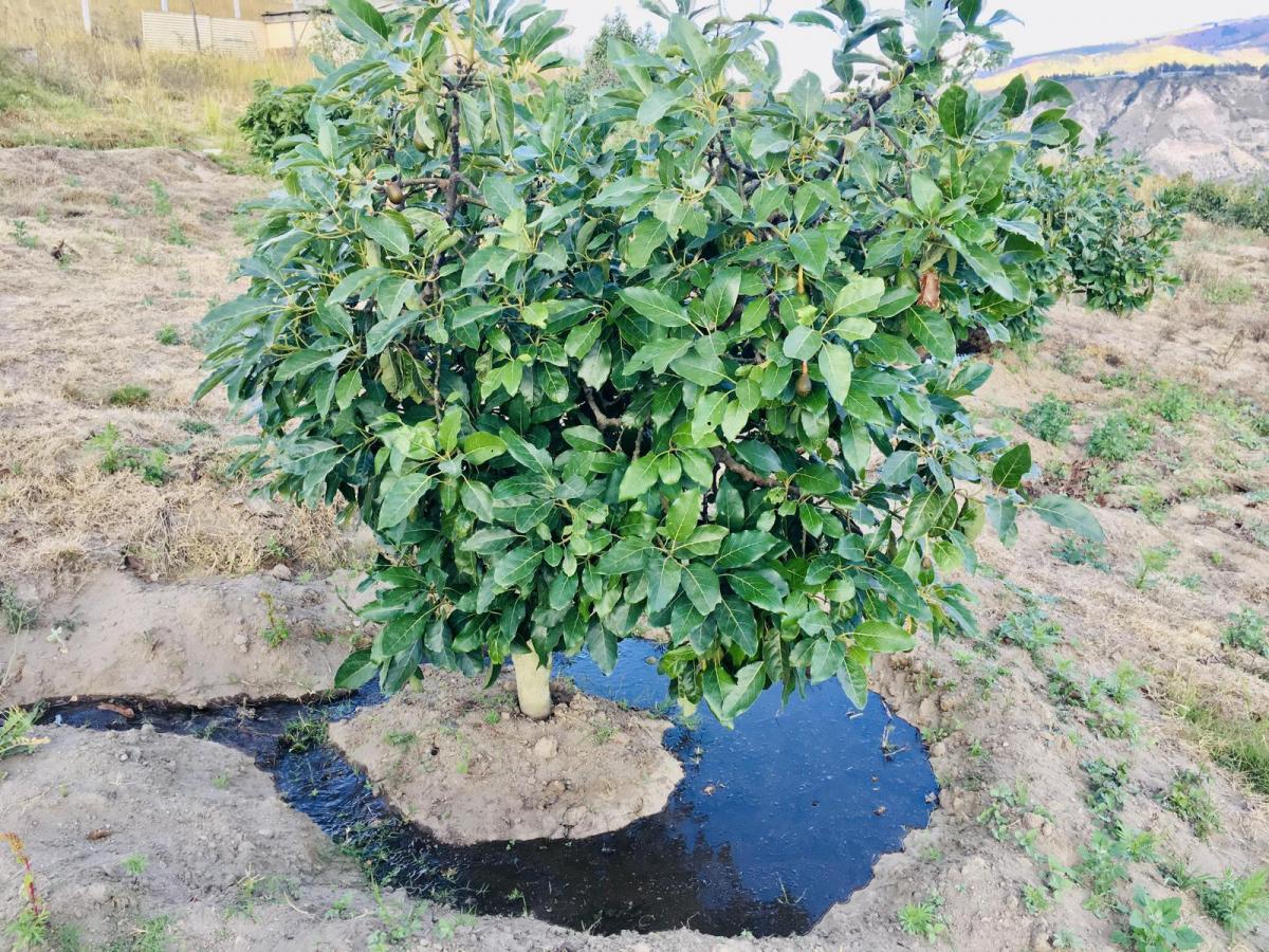 Jal. Venta Terreno Cerca a Guayllabamba 10.000 m² 120 Árboles de Aguacate — imagen 6