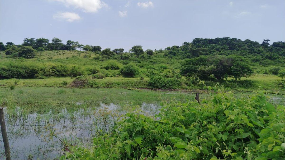 Venta Terreno Agrícola Daule - A. Maidana, Guayas — imagen 8