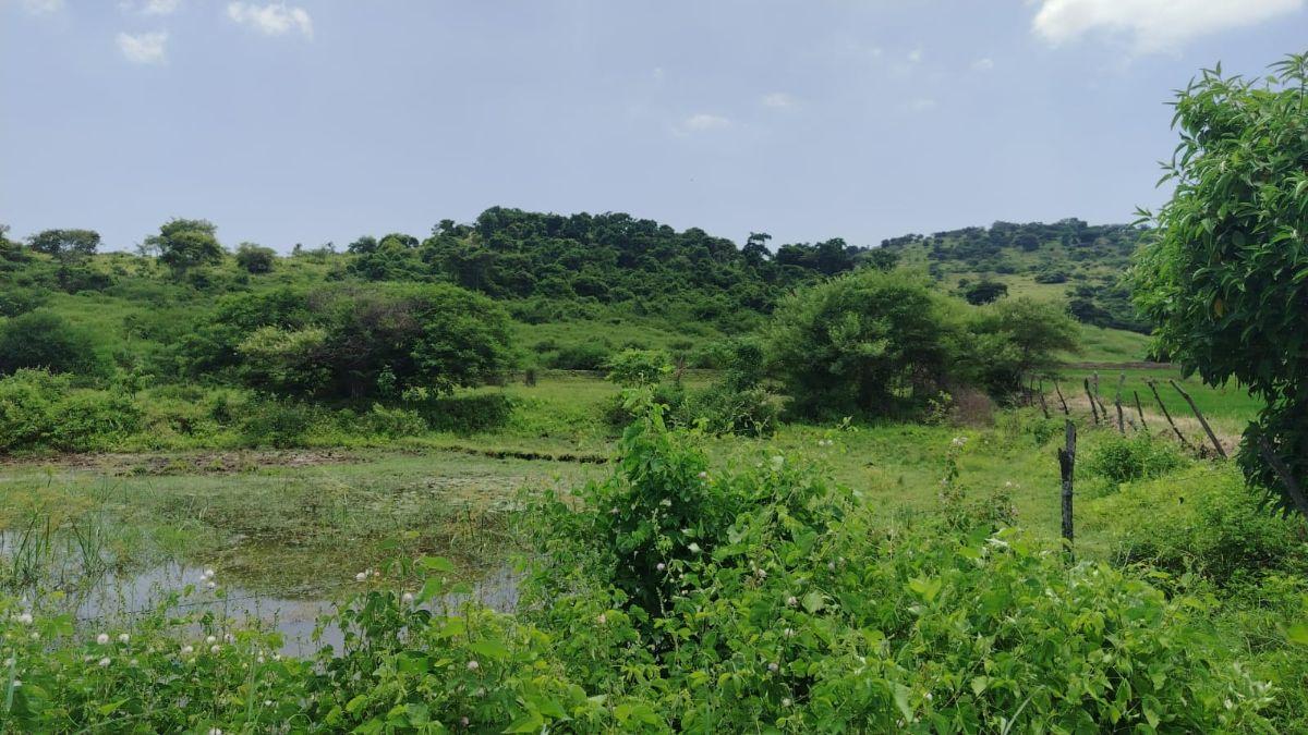 Venta Terreno Agrícola Daule - A. Maidana, Guayas — imagen 7