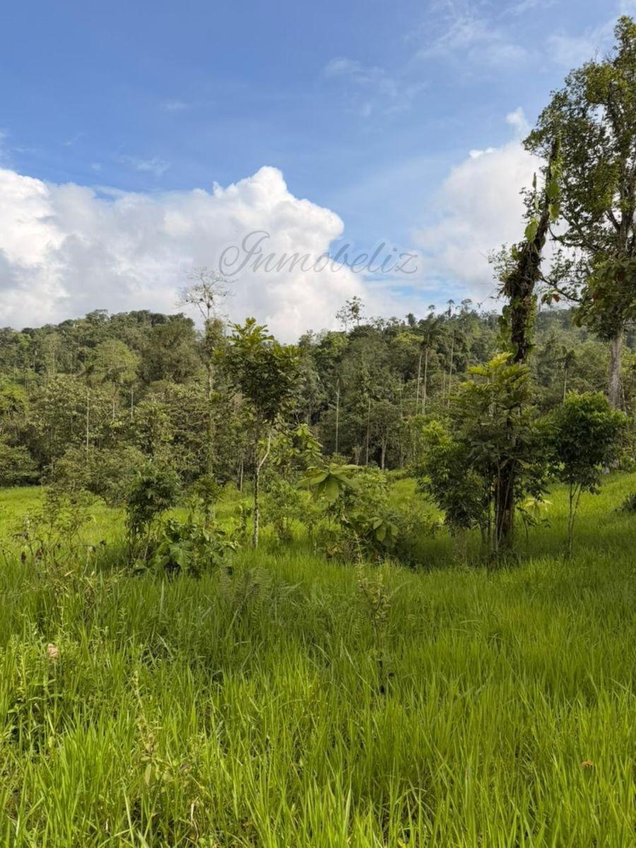 Finca de 2.5 Hectáreas y Río en Venta - Pedro Vicente Maldonado — imagen 5