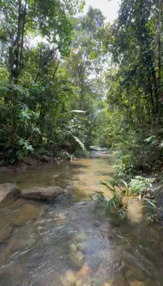 Finca de 2.5 Hectáreas y Río en Venta - Pedro Vicente Maldonado — imagen 3