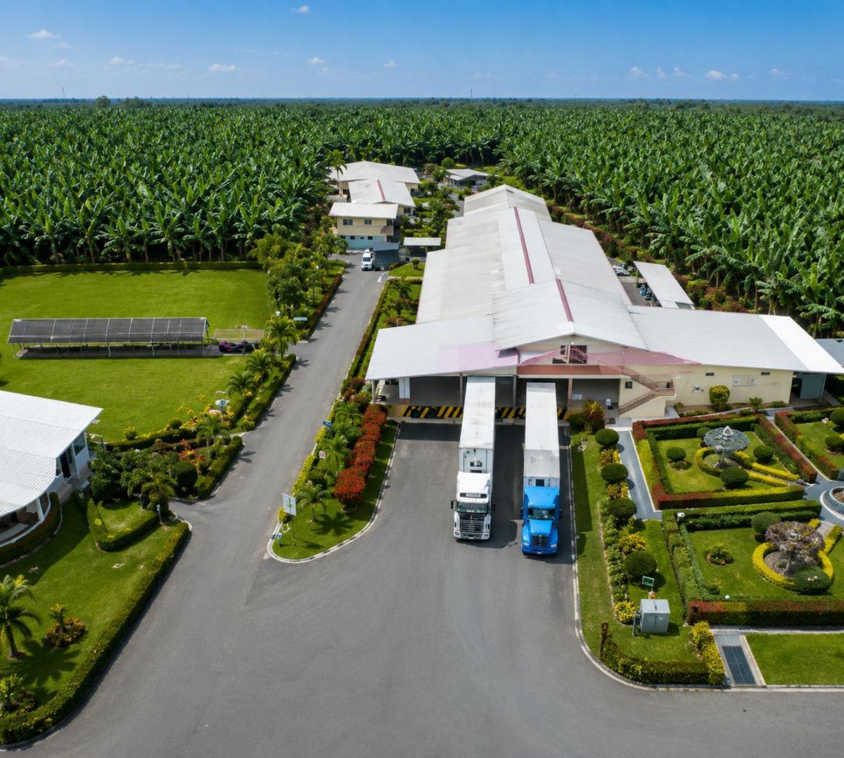 Bananera en Venta | 515 Hectáreas, Los Ríos, Los Ríos — imagen 4