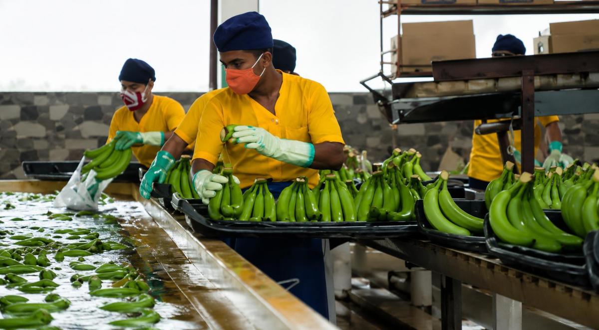 Bananera en Venta | 515 Hectáreas, Los Ríos, Los Ríos — imagen 3