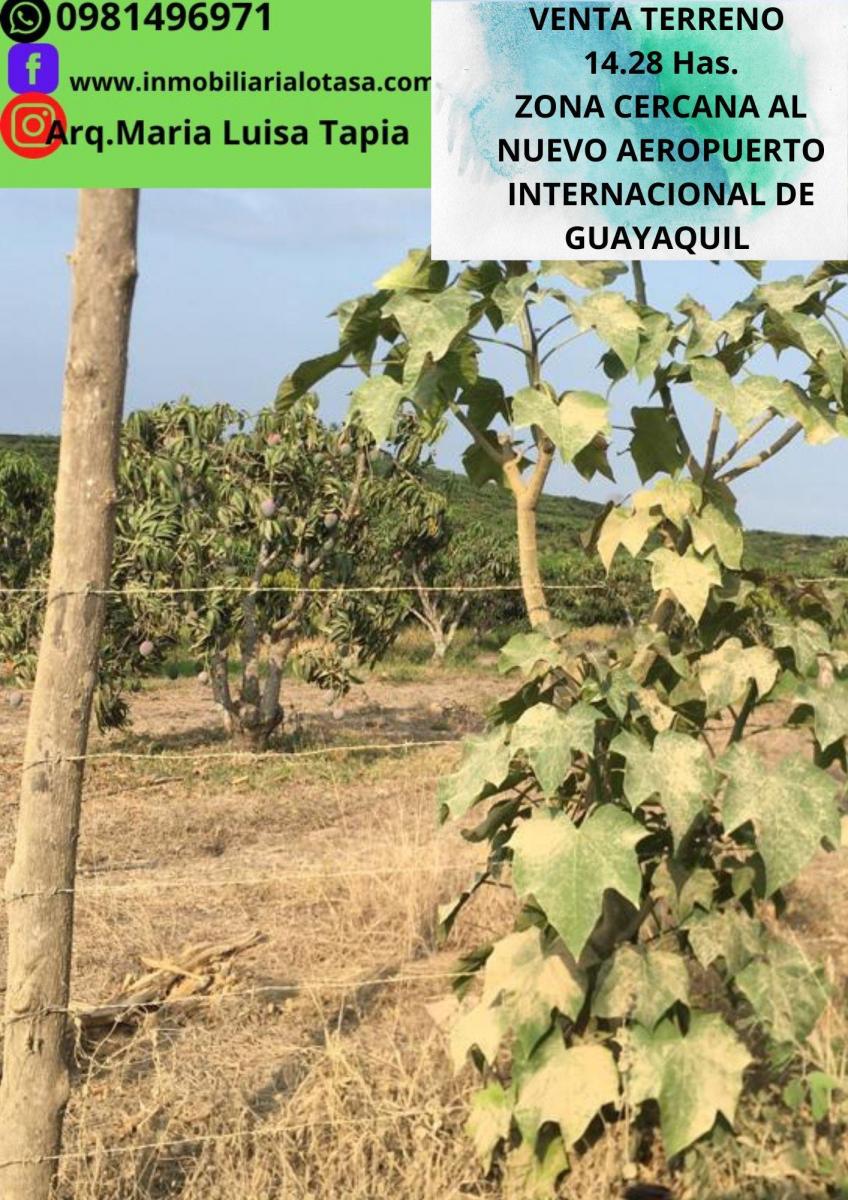 Venta Terreno 14.28 Has Via Gquil - Salinas, Sector Chongon, Guayas — imagen 5
