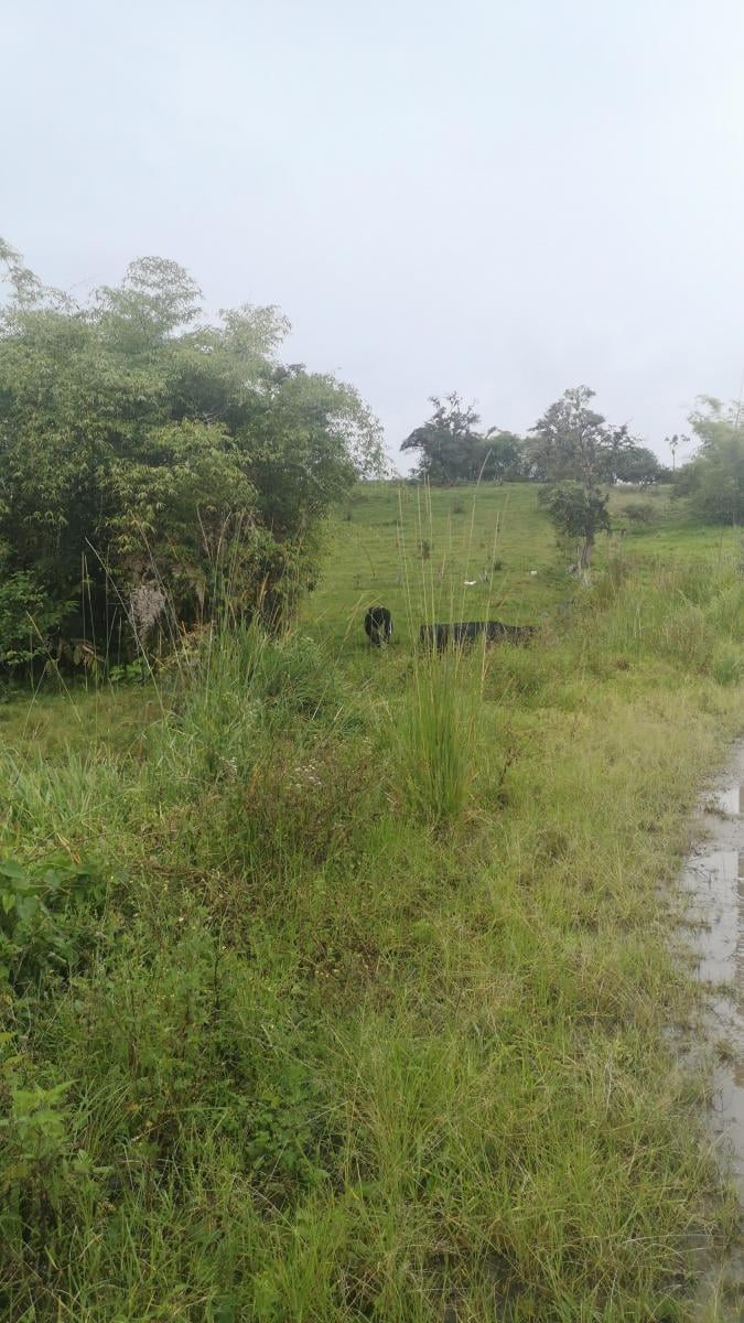 Vendo Terreno en Borja - 2 Hc San Jose, Napo — imagen 2