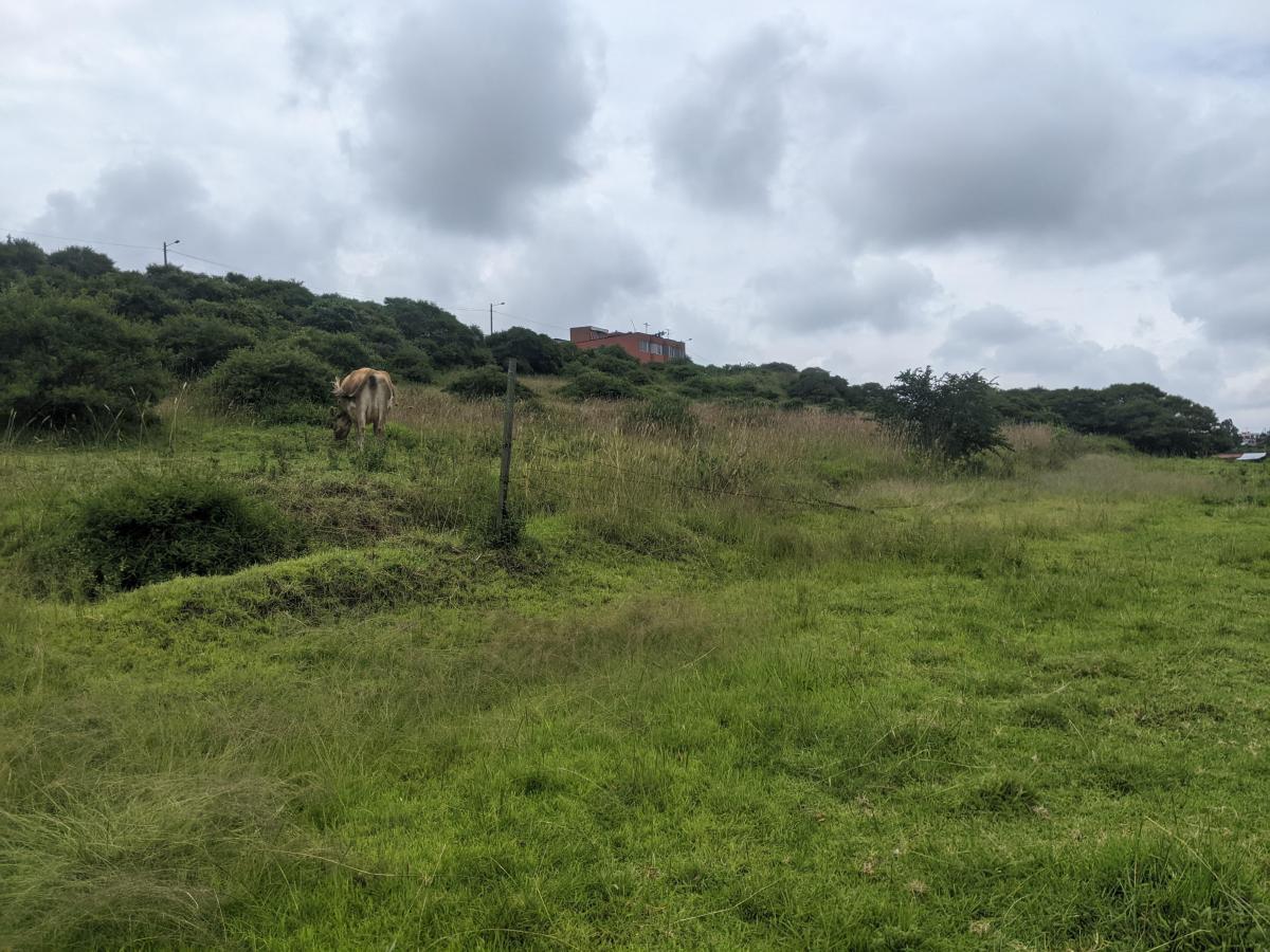 Vendo 600 m en Pifo - Sector Florida de Chantag — imagen 10