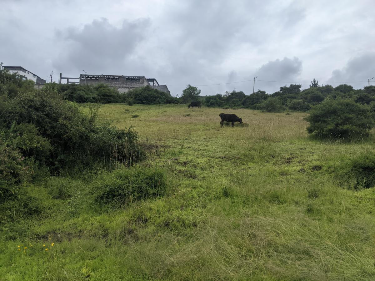 Vendo 600 m en Pifo - Sector Florida de Chantag — imagen 9