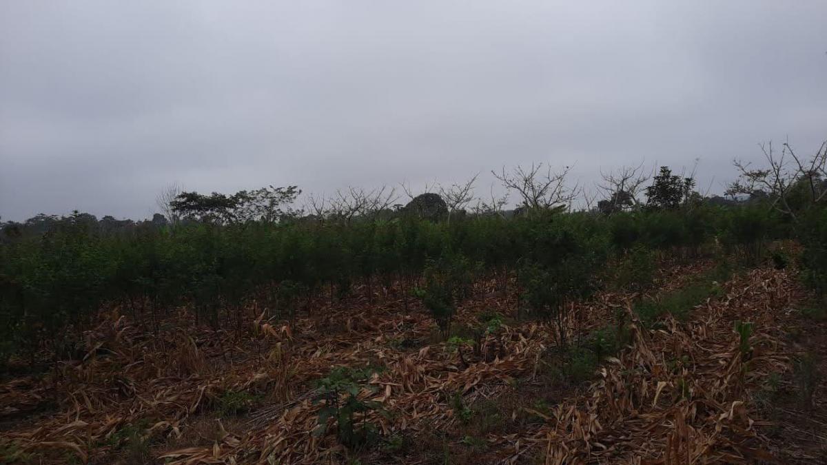Se Vende Terreno de Cultivos en Babahoyo Ventanas, Guayas — imagen 7