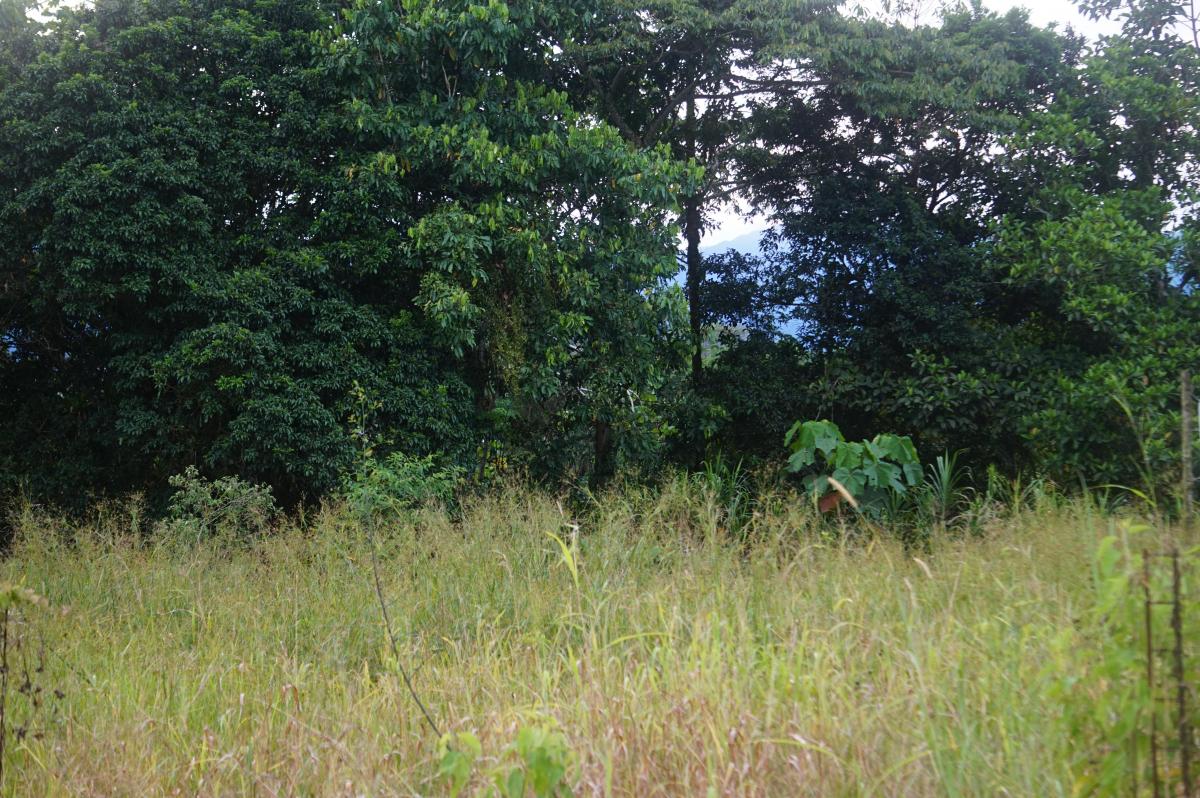 Tena - Vendo Terreno - Sector Rio Tena - Las Yerbitas, Napo — imagen 8