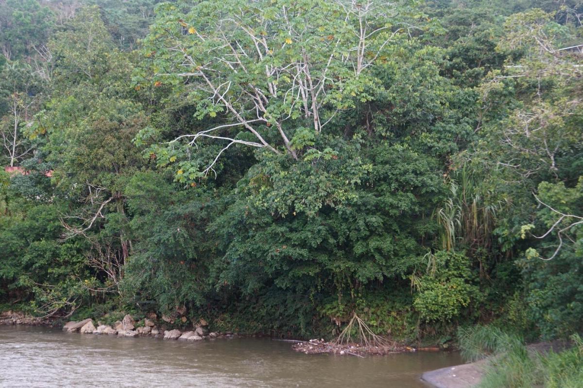 Tena - Vendo Terreno - Sector Rio Tena - Las Yerbitas, Napo — imagen 2