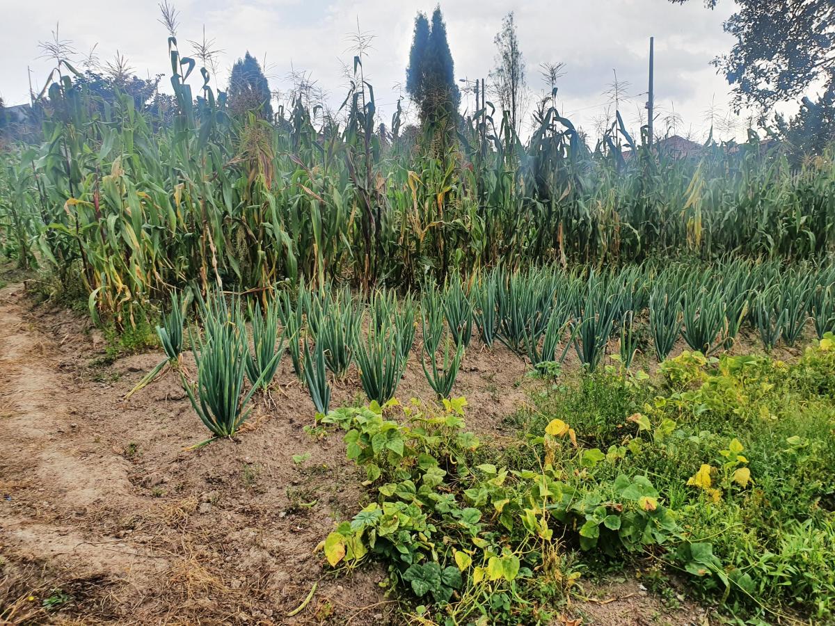 Terreno en Venta en Tumbaco Sector El Carrizal — imagen 10