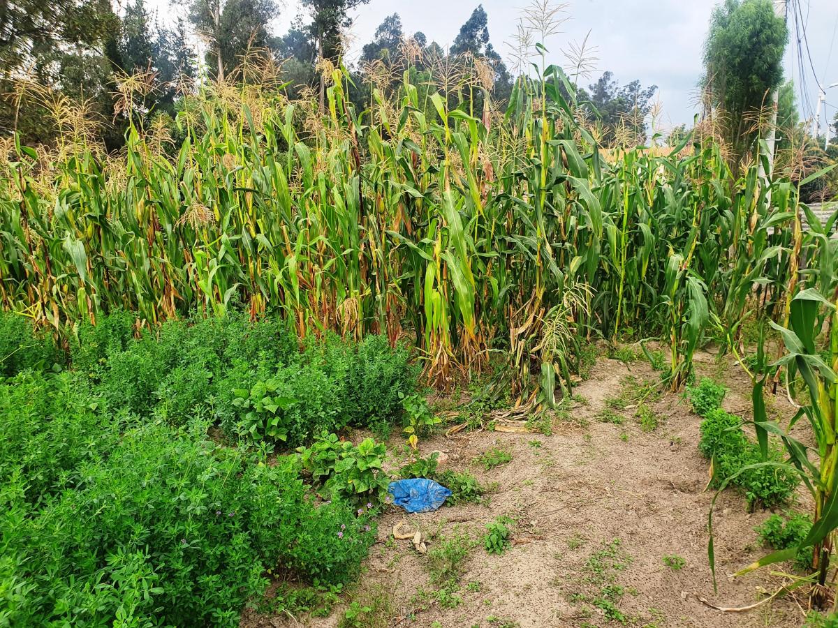 Terreno en Venta en Tumbaco Sector El Carrizal — imagen 9